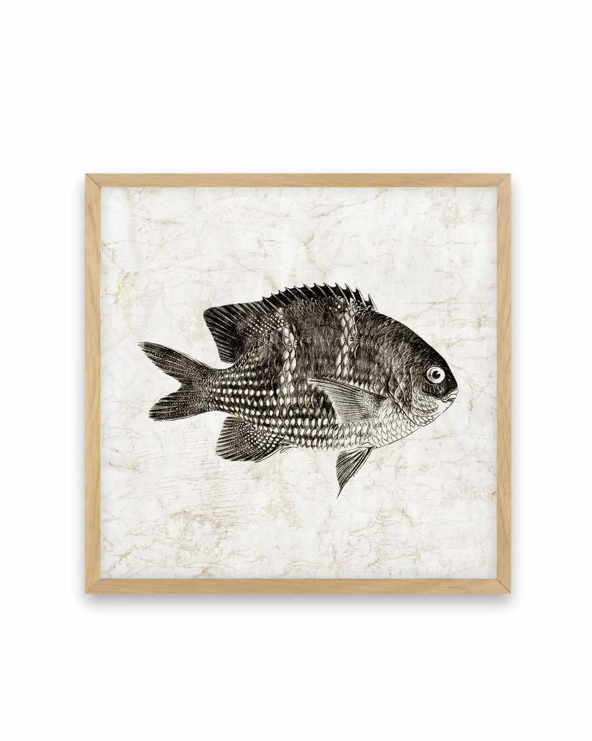 Vintage Fish I Art Print from Olive et Oriel where you can shop wallpaper and artworks online