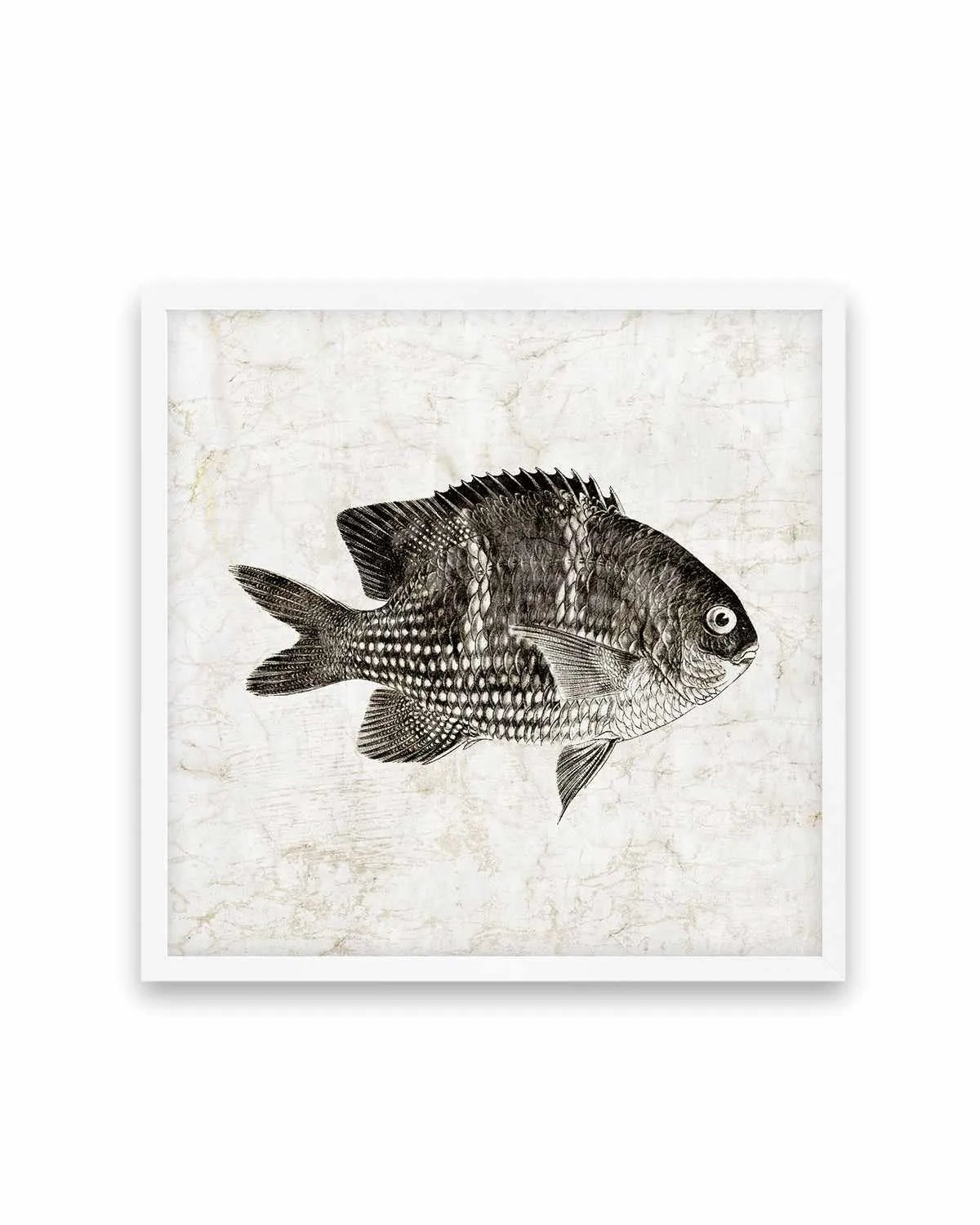 Vintage Fish I Art Print from Olive et Oriel where you can shop wallpaper and artworks online