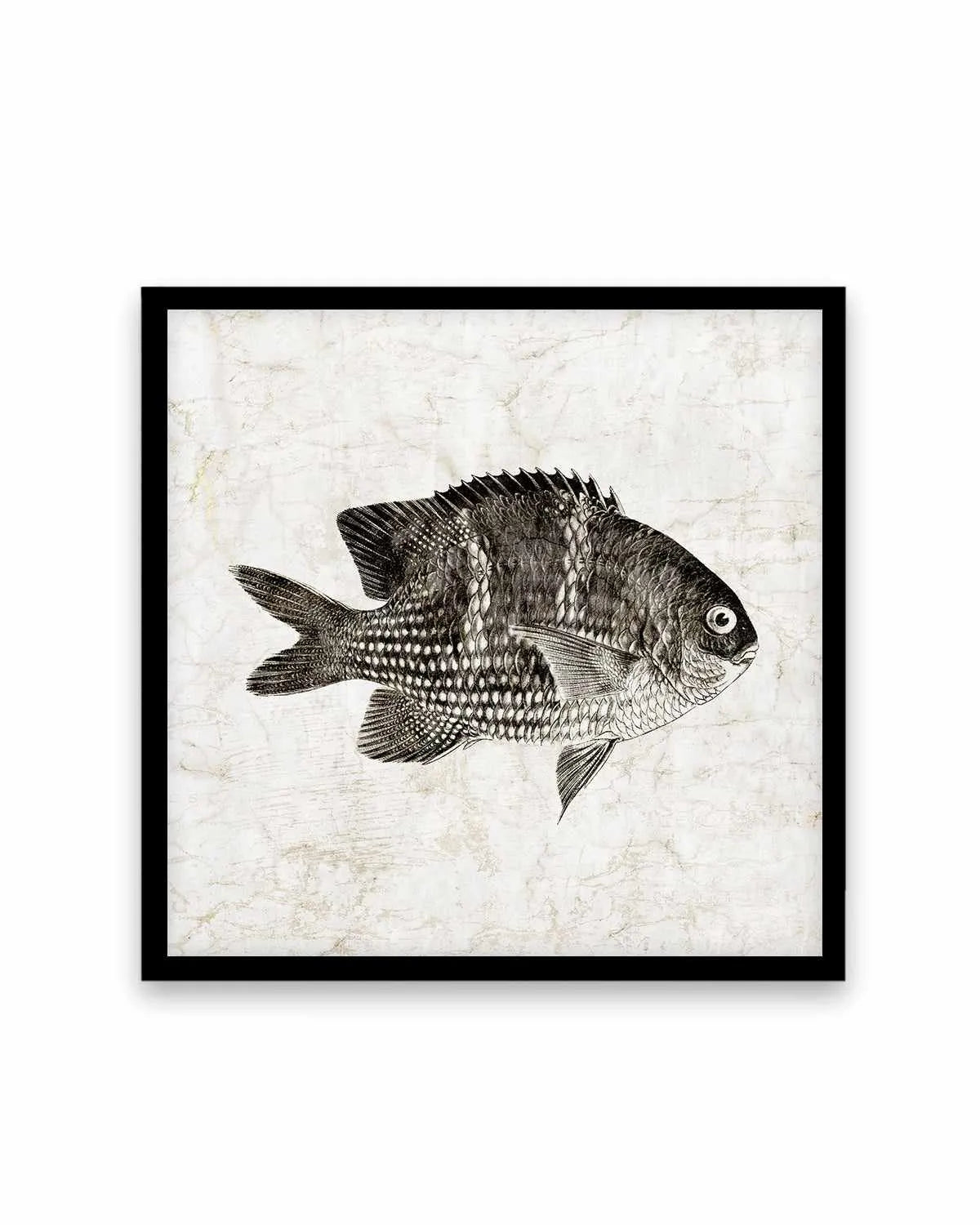 Vintage Fish I Art Print from Olive et Oriel where you can shop wallpaper and artworks online