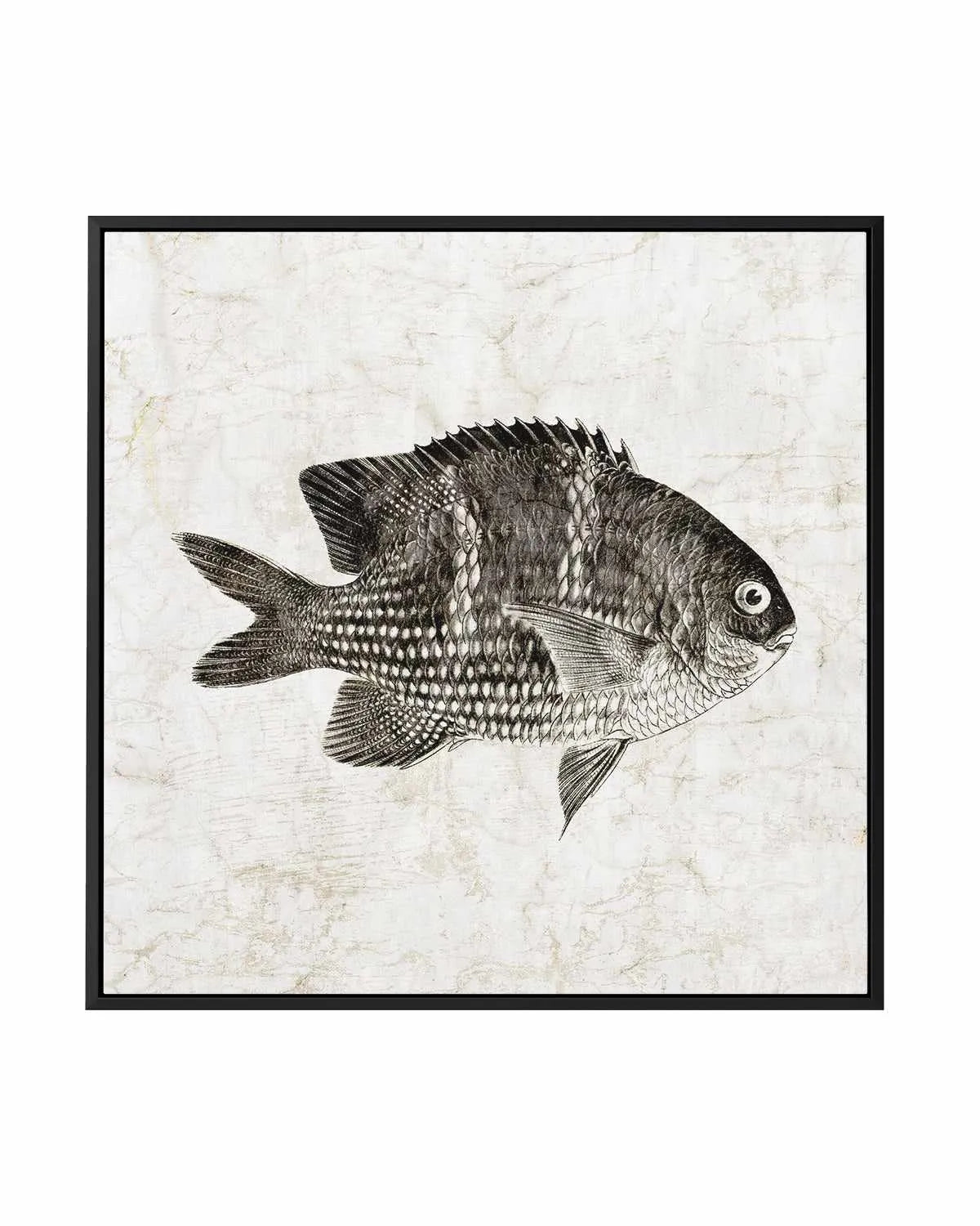 Vintage Fish I | Framed Canvas Art Print from Olive et Oriel where you can shop wallpaper and artworks online