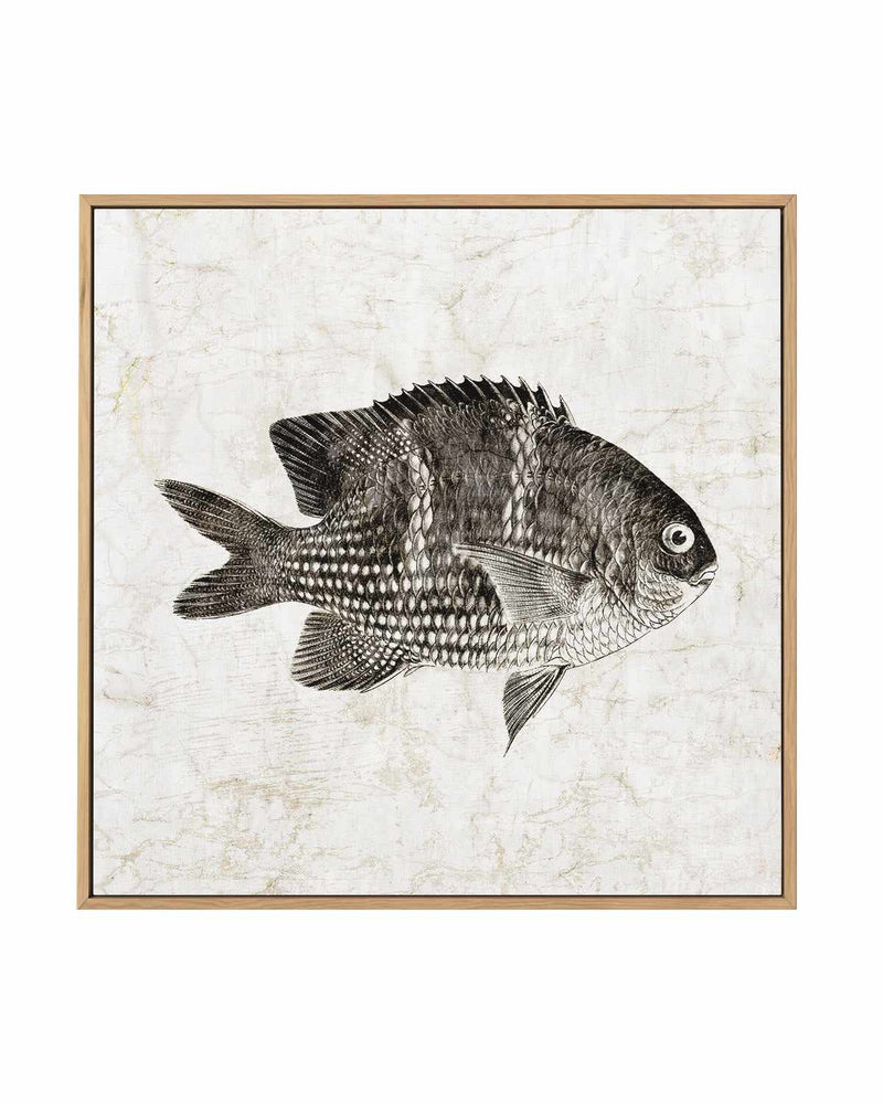 Vintage Fish I | Framed Canvas Art Print
