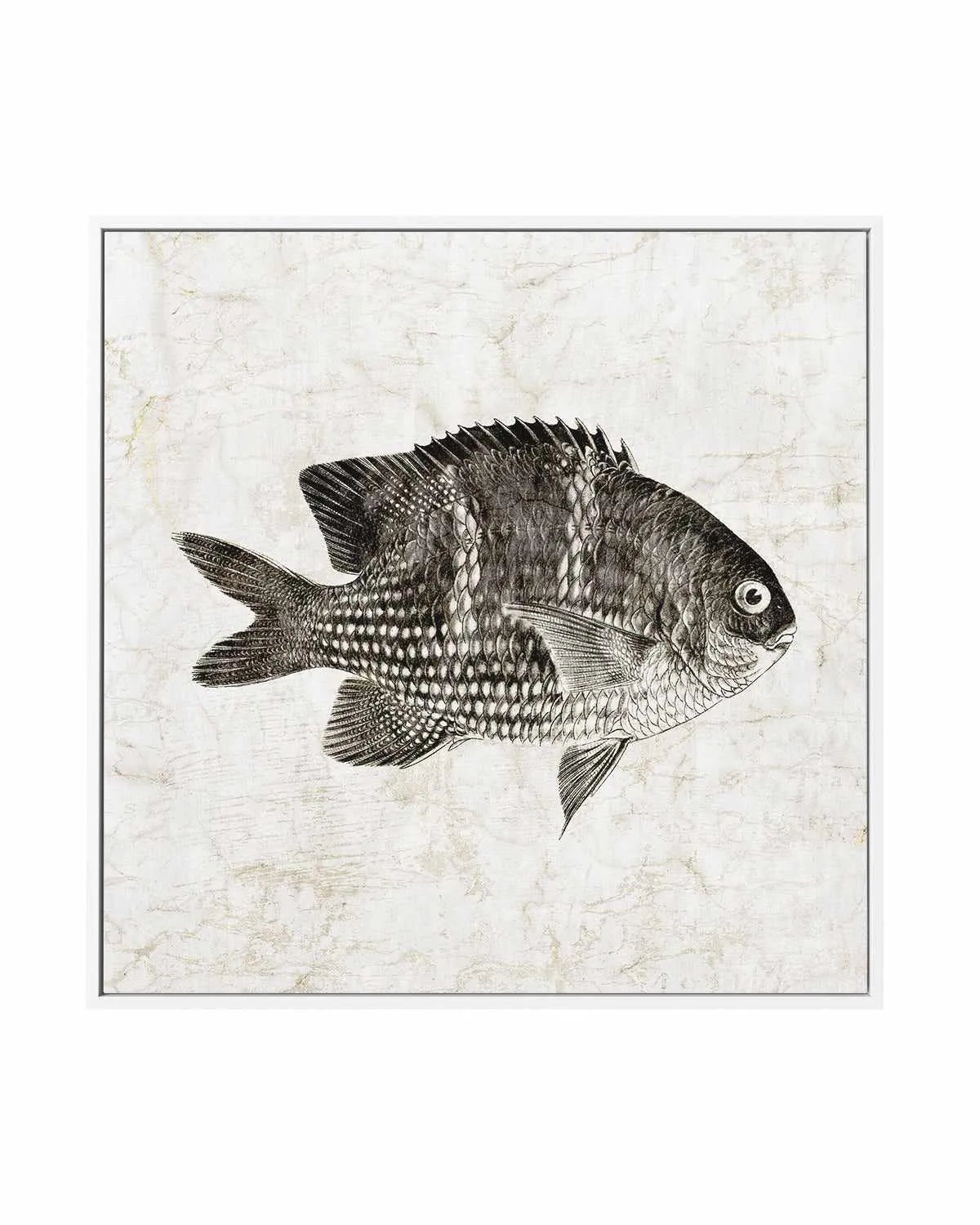Vintage Fish I | Framed Canvas Art Print from Olive et Oriel where you can shop wallpaper and artworks online