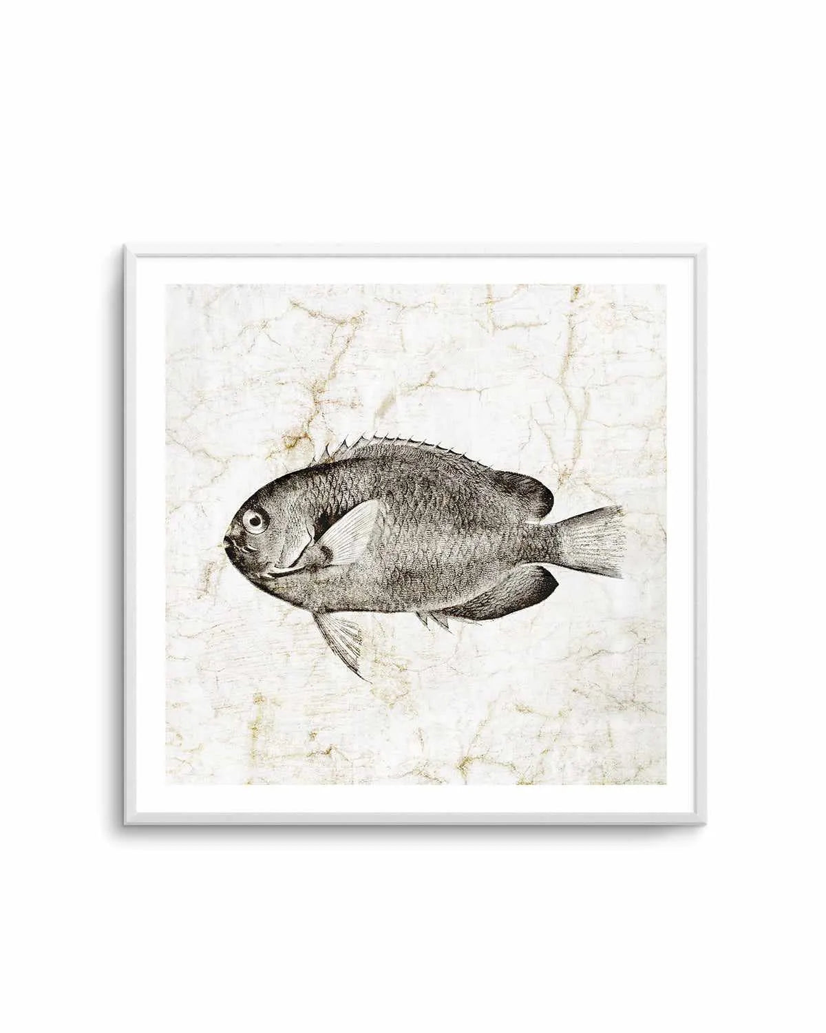 Vintage Fish II Art Print from Olive et Oriel where you can shop wallpaper and artworks online