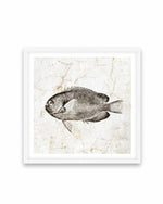 Vintage Fish II Art Print