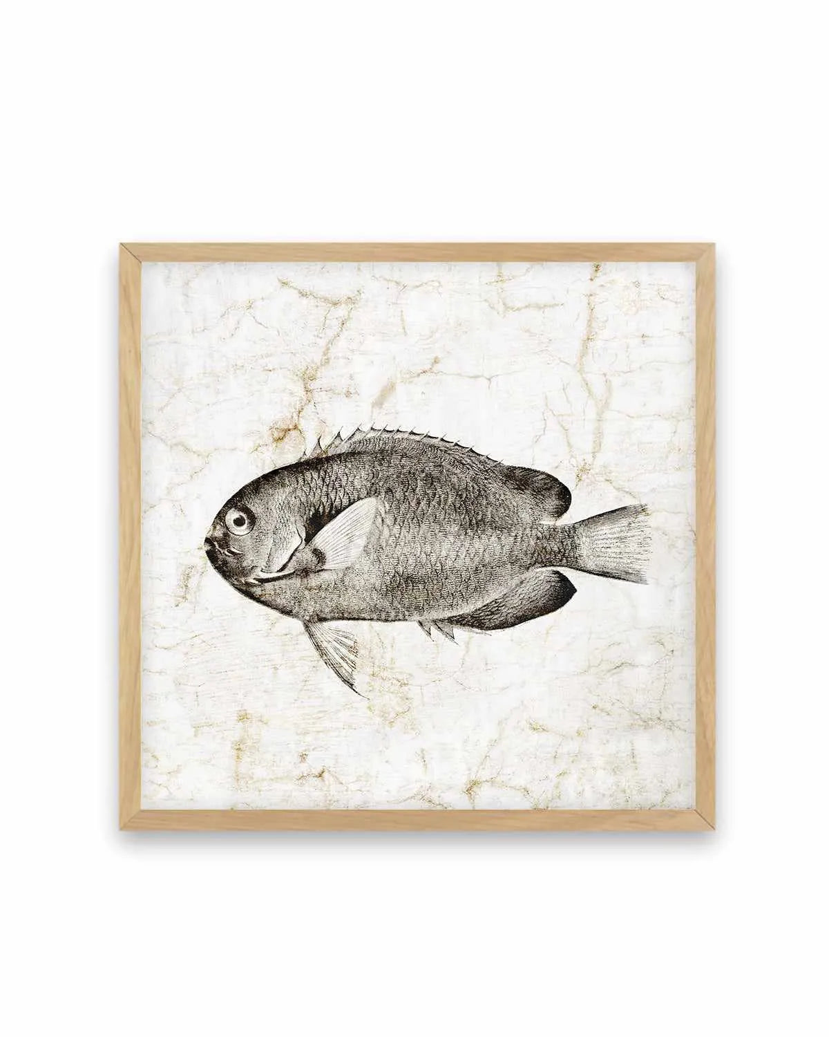 Vintage Fish II Art Print from Olive et Oriel where you can shop wallpaper and artworks online
