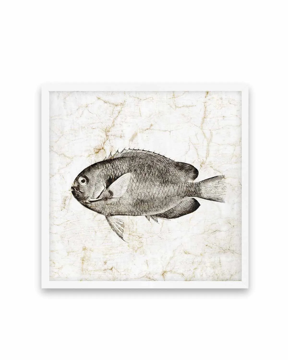 Vintage Fish II Art Print from Olive et Oriel where you can shop wallpaper and artworks online