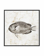 Vintage Fish II | Framed Canvas Art Print