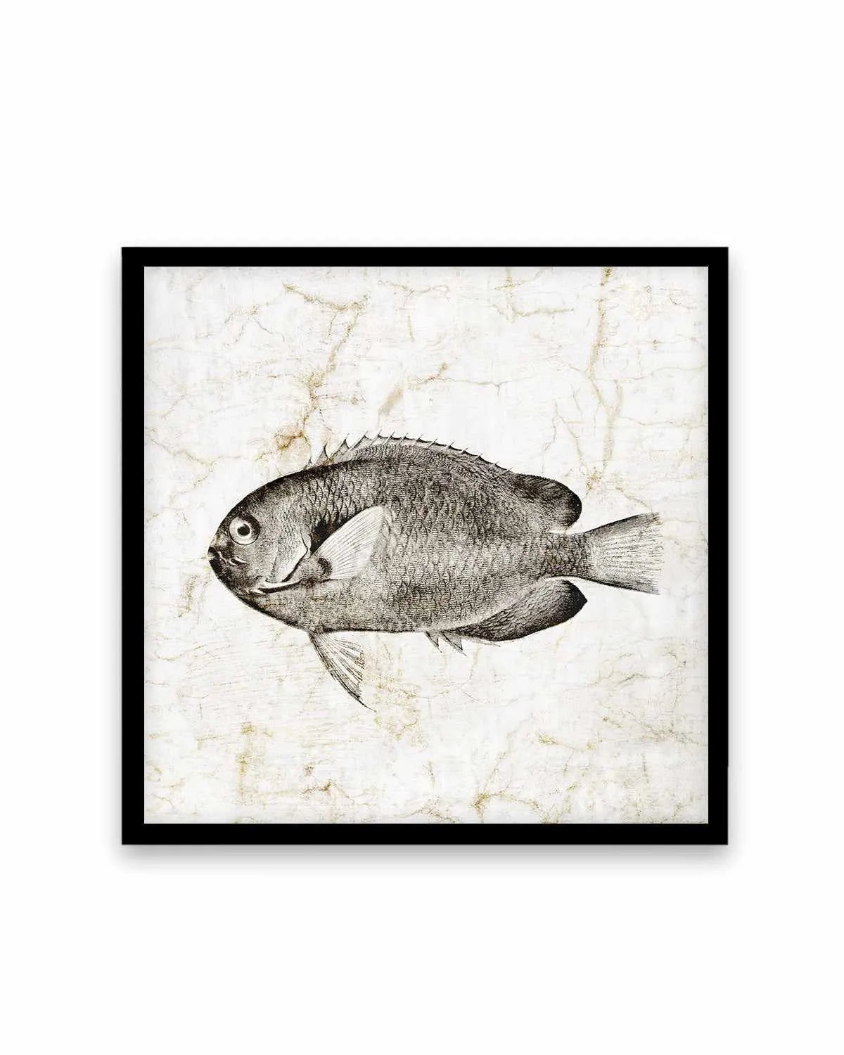 Vintage Fish II Art Print from Olive et Oriel where you can shop wallpaper and artworks online