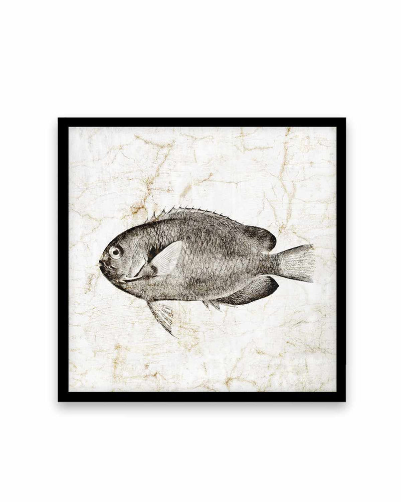 Vintage Fish II Art Print