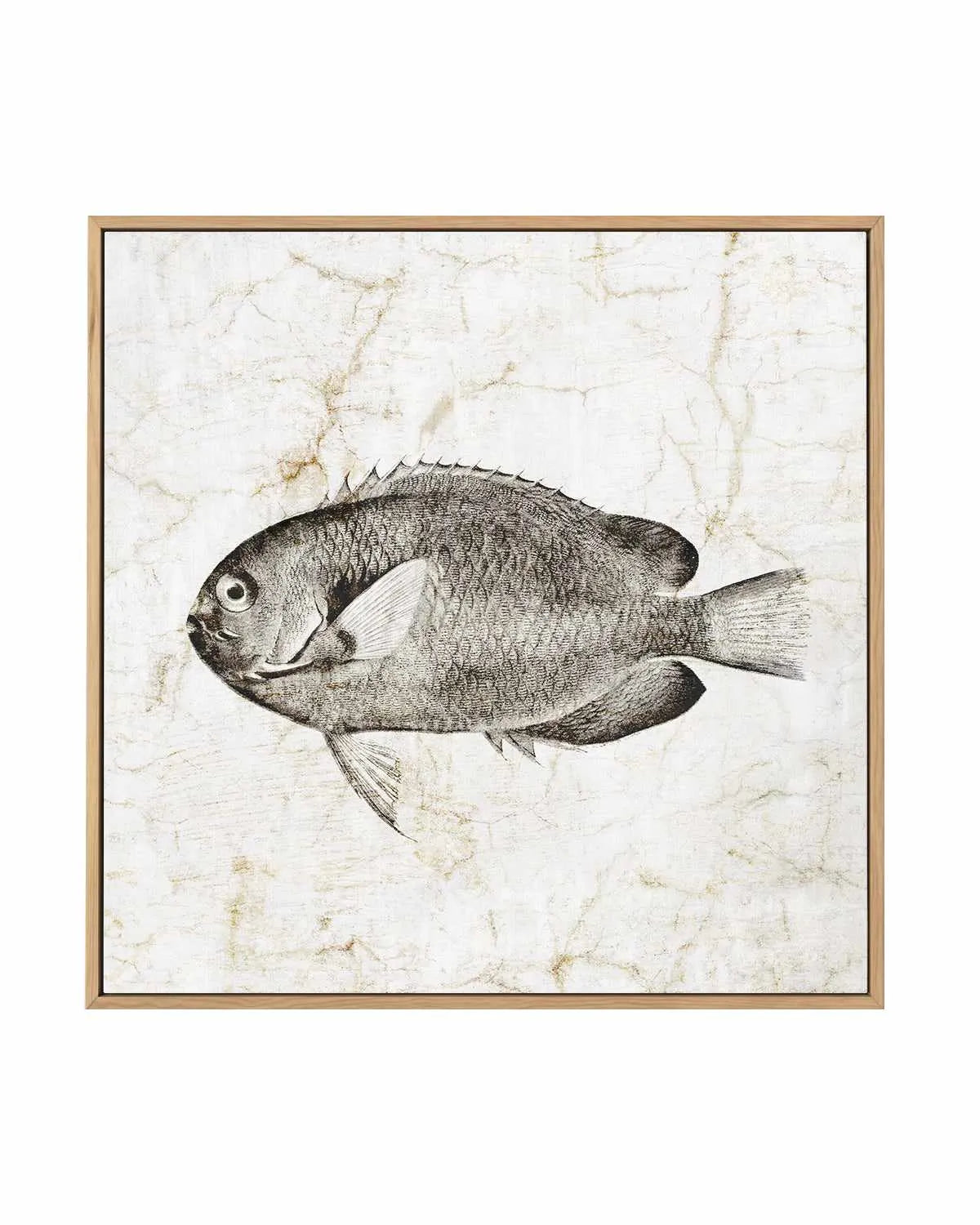 Vintage Fish II | Framed Canvas Art Print from Olive et Oriel where you can shop wallpaper and artworks online