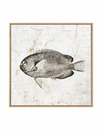 Vintage Fish II | Framed Canvas Art Print