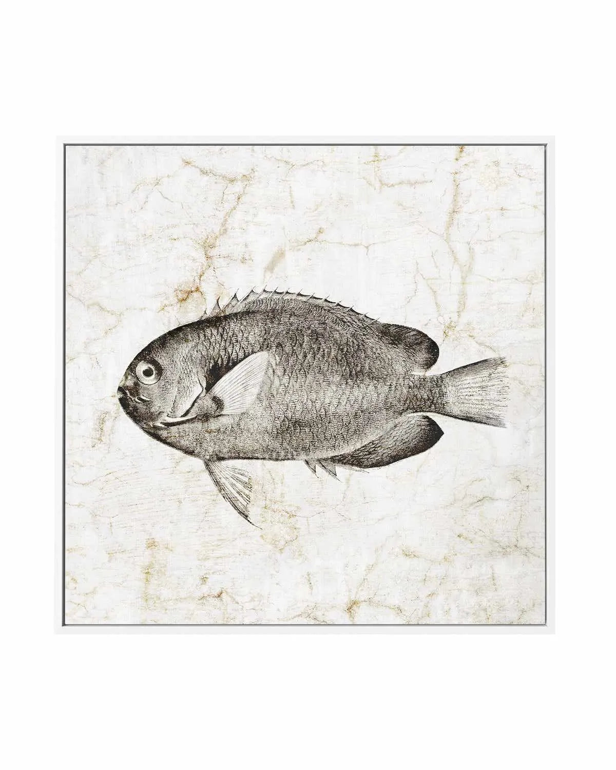 Vintage Fish II | Framed Canvas Art Print from Olive et Oriel where you can shop wallpaper and artworks online