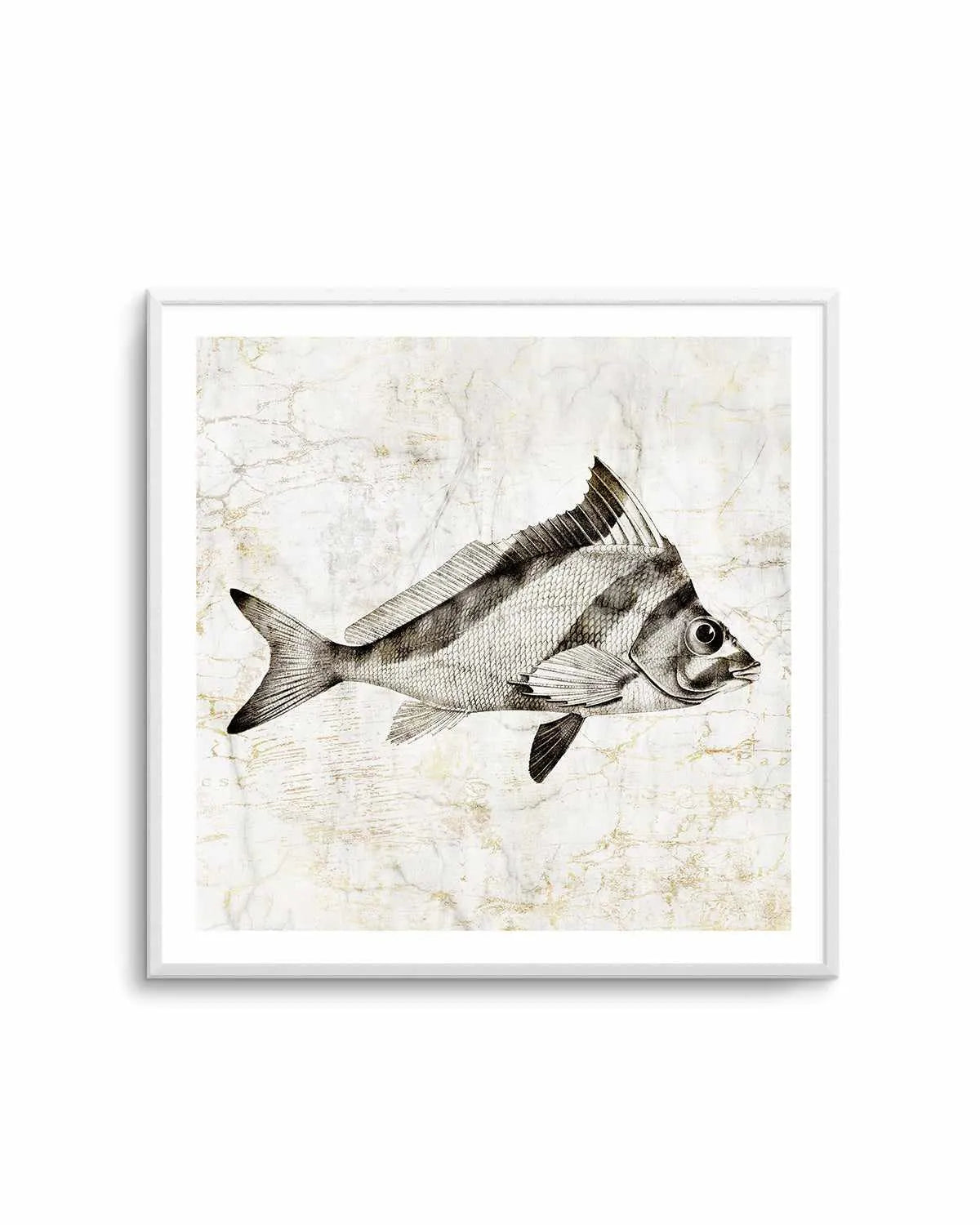 Vintage Fish III Art Print from Olive et Oriel where you can shop wallpaper and artworks online