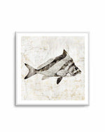 Vintage Fish III Art Print