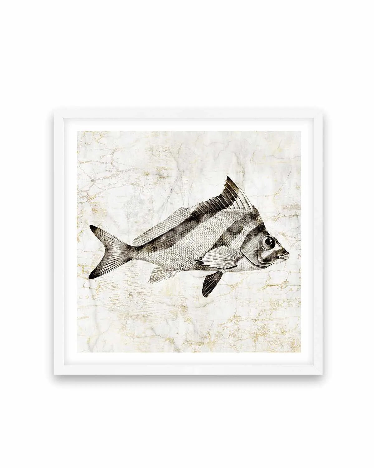 Vintage Fish III Art Print from Olive et Oriel where you can shop wallpaper and artworks online