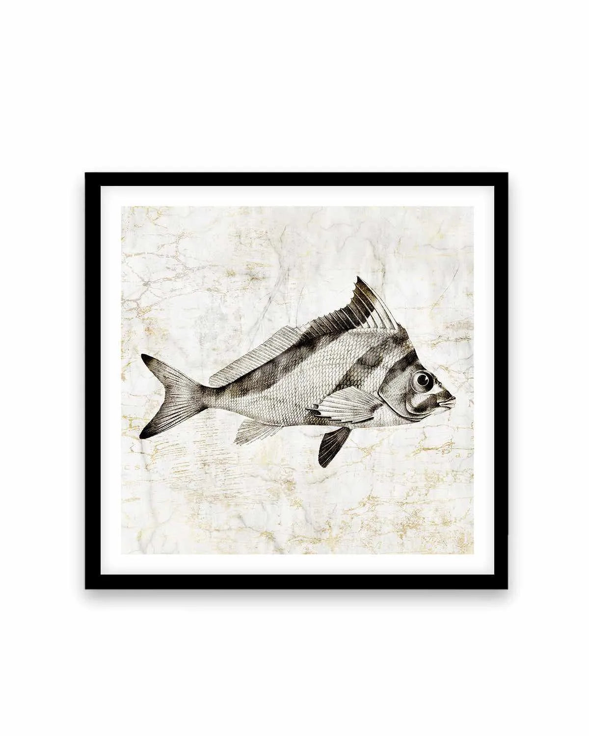 Vintage Fish III Art Print from Olive et Oriel where you can shop wallpaper and artworks online