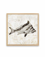 Vintage Fish III Art Print