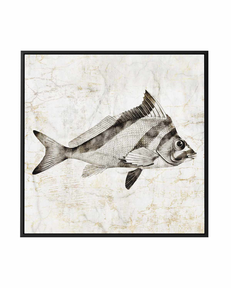 Vintage Fish III | Framed Canvas Art Print