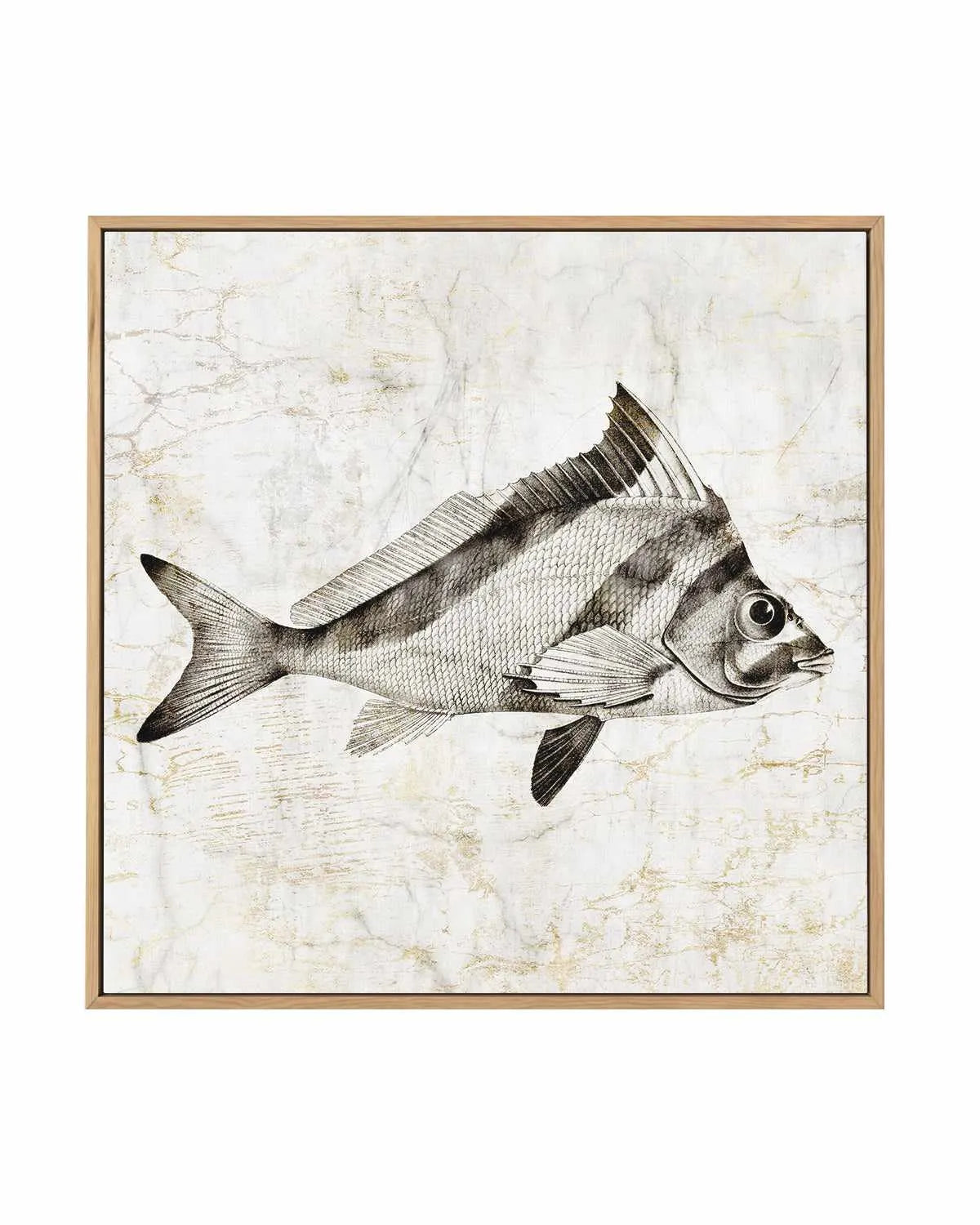 Vintage Fish III | Framed Canvas Art Print from Olive et Oriel where you can shop wallpaper and artworks online