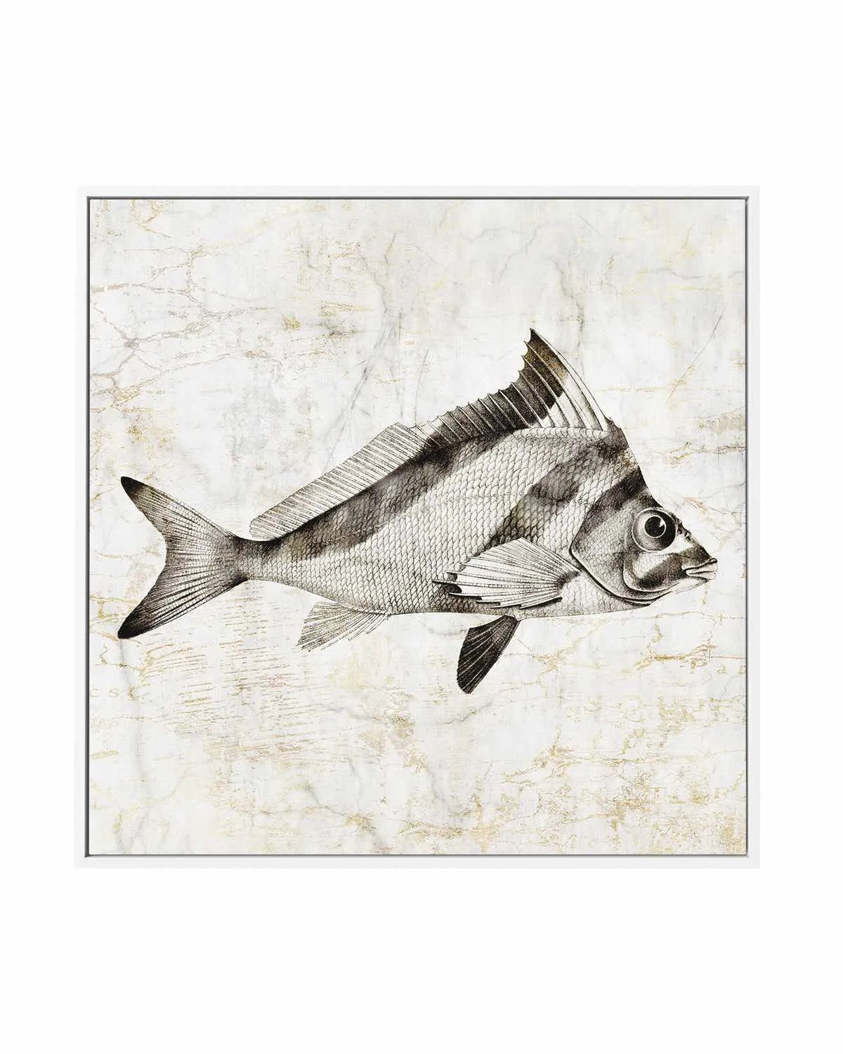 Vintage Fish III | Framed Canvas Art Print from Olive et Oriel where you can shop wallpaper and artworks online