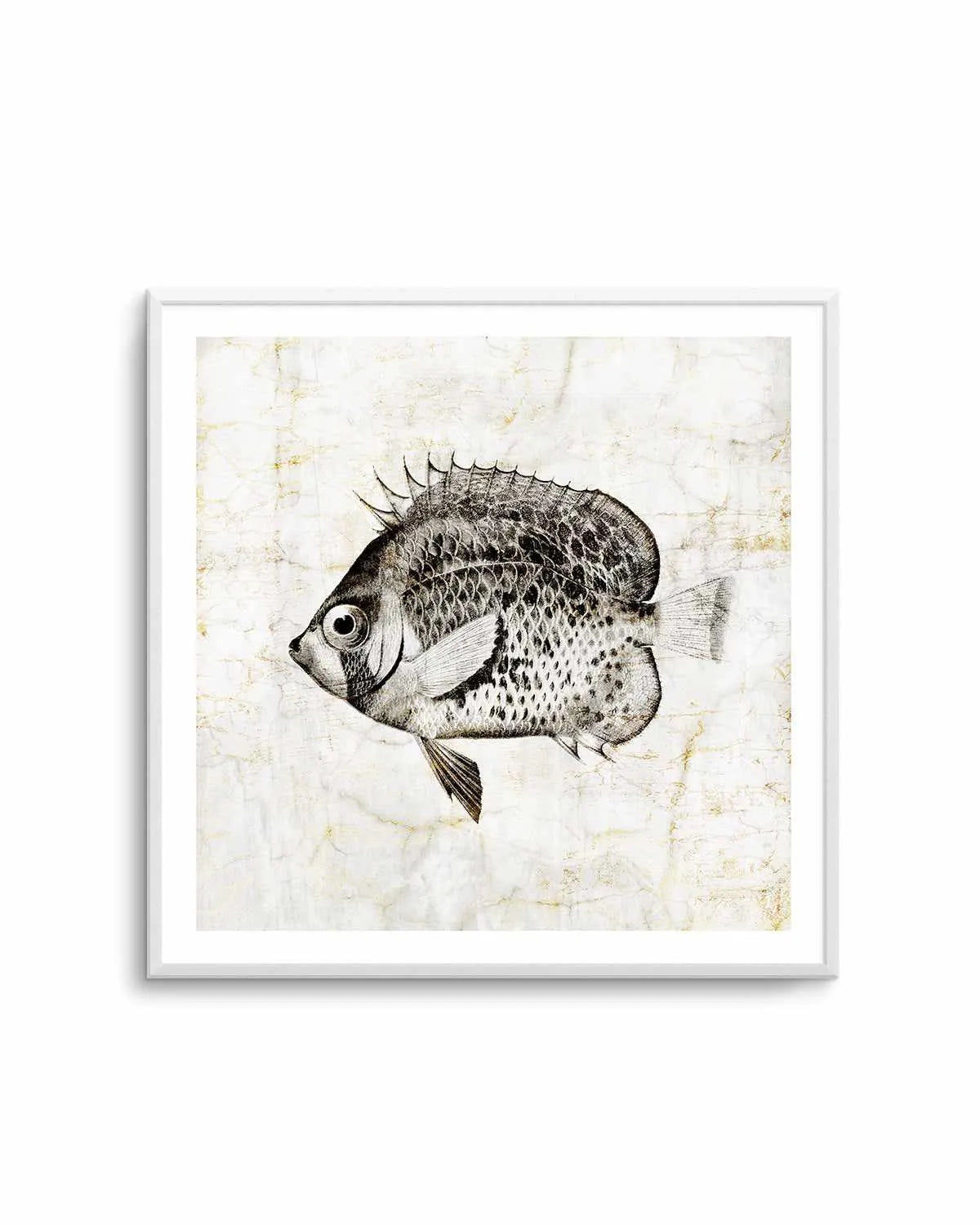 Vintage Fish IV Art Print from Olive et Oriel where you can shop wallpaper and artworks online