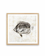 Vintage Fish IV Art Print
