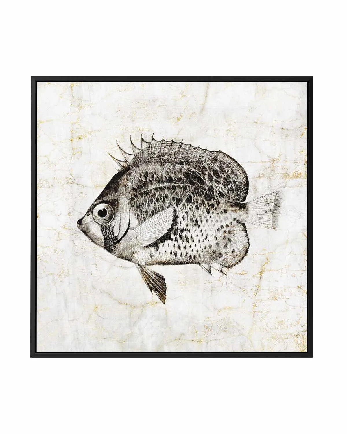 Vintage Fish IV | Framed Canvas Art Print from Olive et Oriel where you can shop wallpaper and artworks online