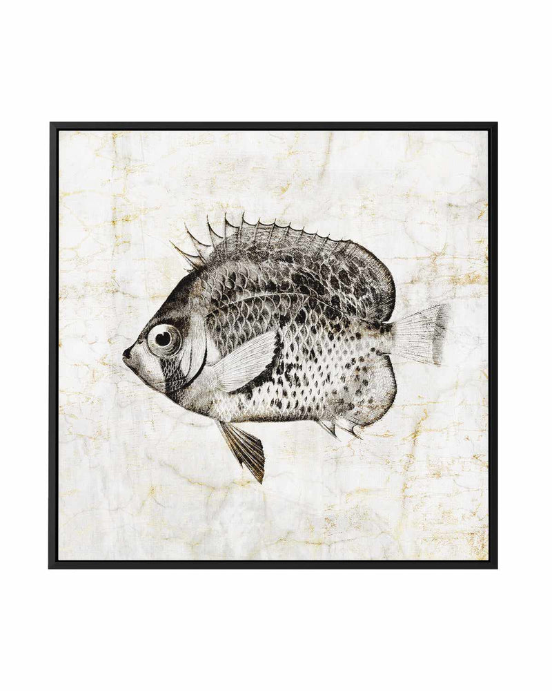 Vintage Fish IV | Framed Canvas Art Print