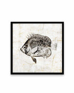 Vintage Fish IV Art Print