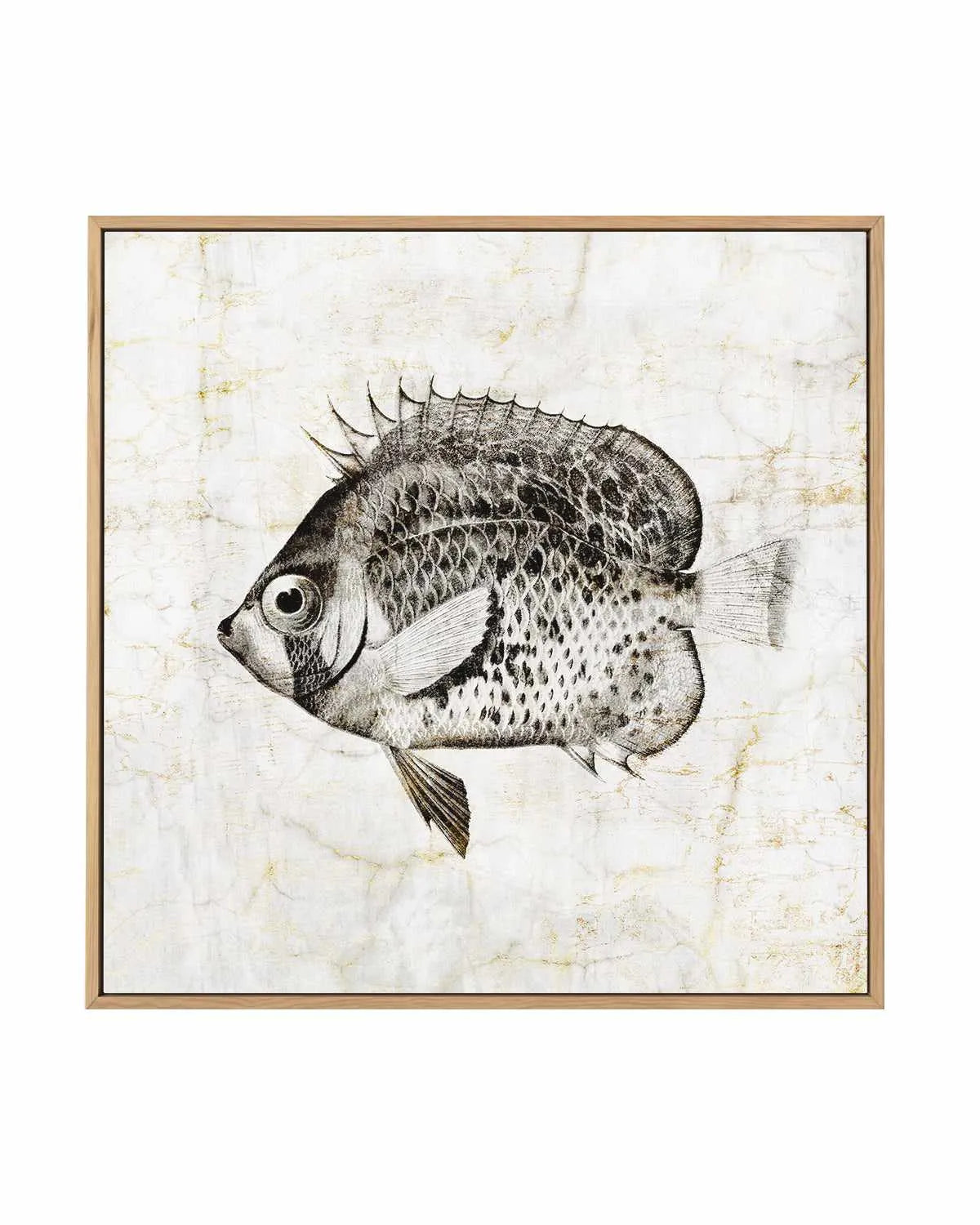 Vintage Fish IV | Framed Canvas Art Print from Olive et Oriel where you can shop wallpaper and artworks online