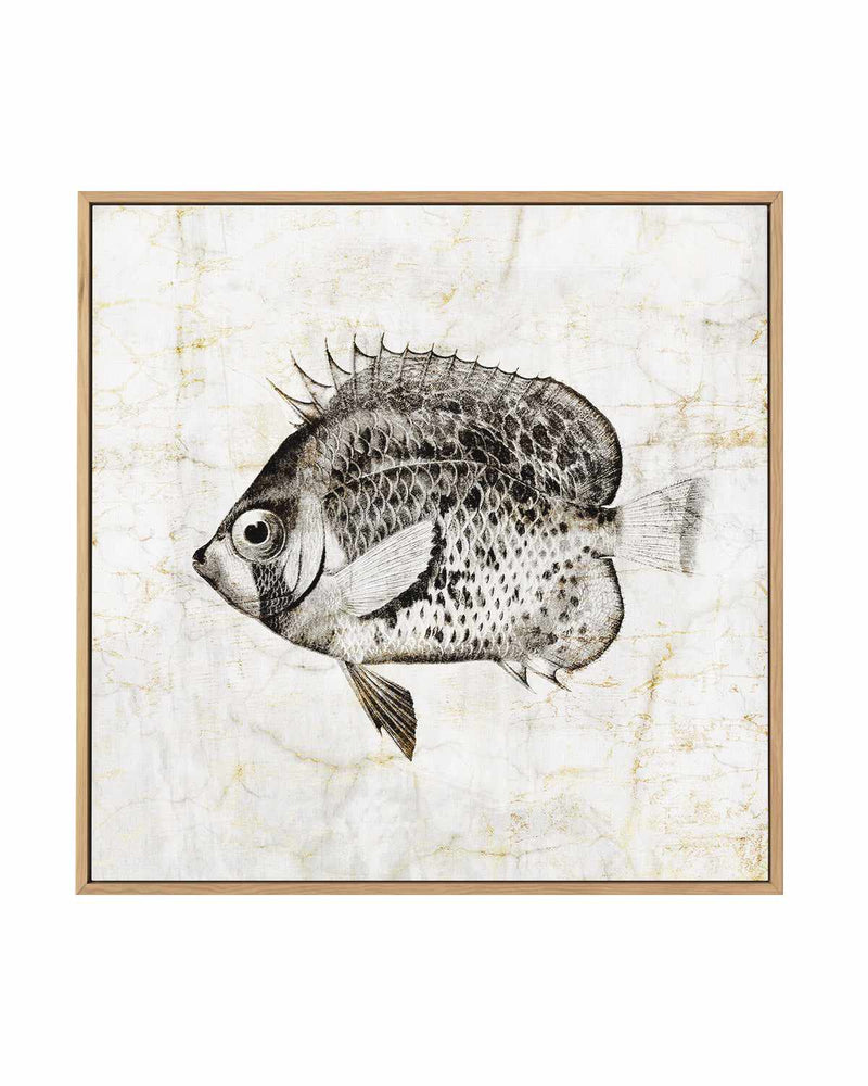 Vintage Fish IV | Framed Canvas Art Print