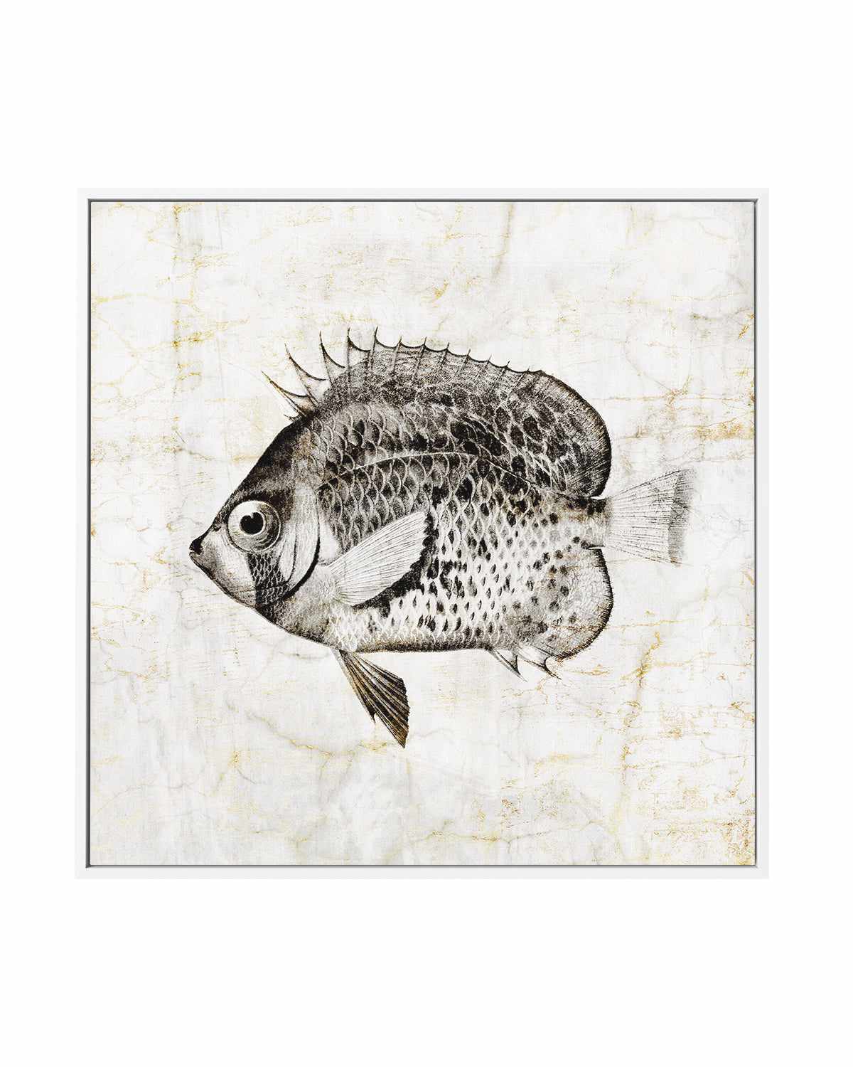 Vintage Fish IV | Framed Canvas Art Print