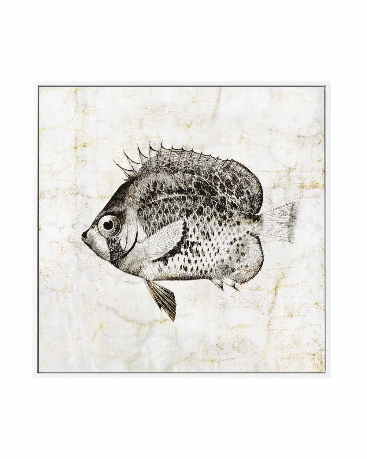 Vintage Fish IV | Framed Canvas Art Print from Olive et Oriel where you can shop wallpaper and artworks online