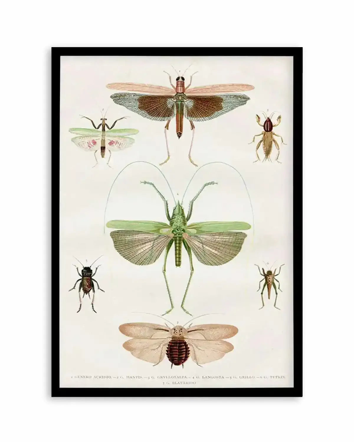 Vintage Insect Chart Art Print from Olive et Oriel where you can shop wallpaper and artworks online
