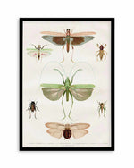 Vintage Insect Chart Art Print