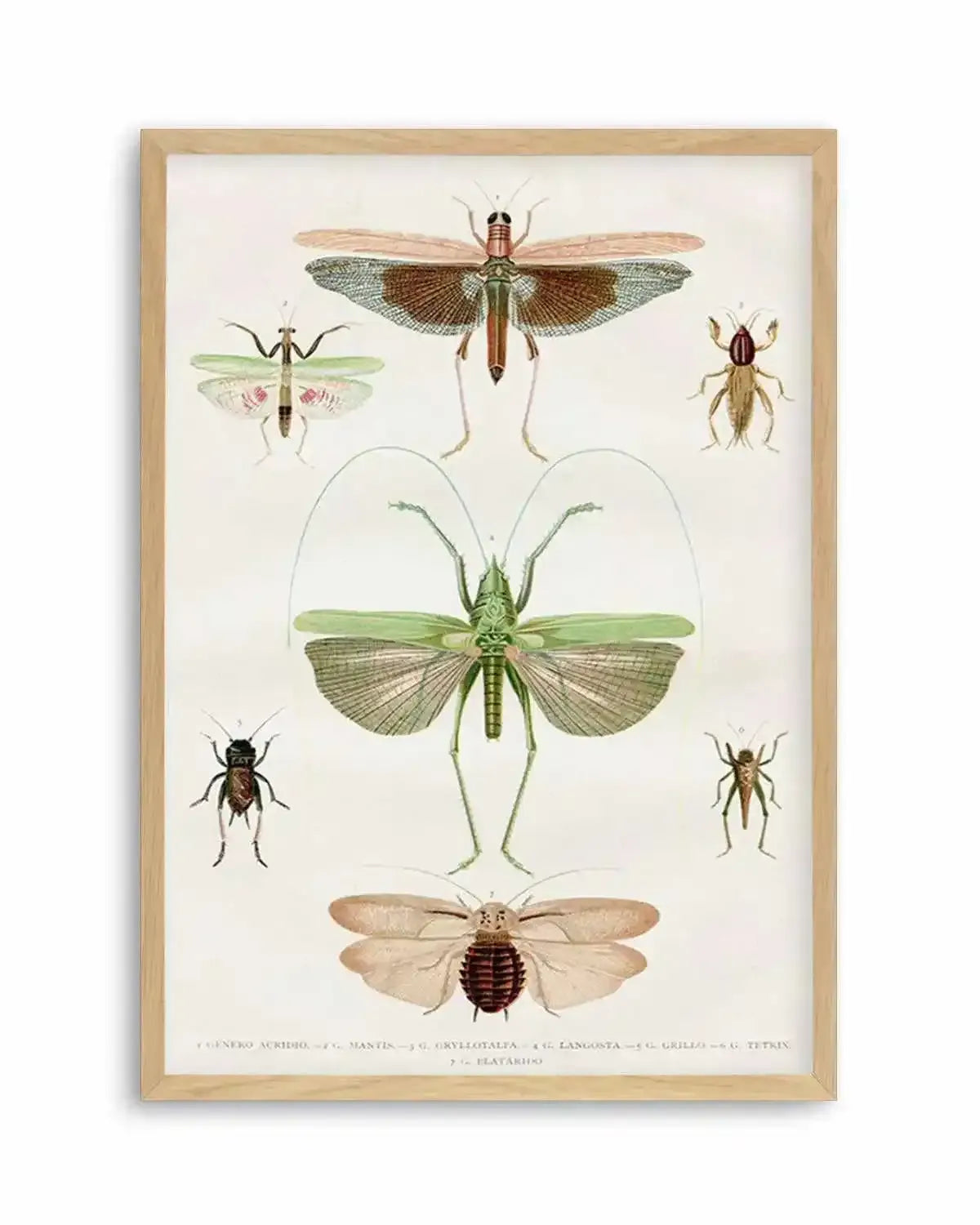 Vintage Insect Chart Art Print from Olive et Oriel where you can shop wallpaper and artworks online