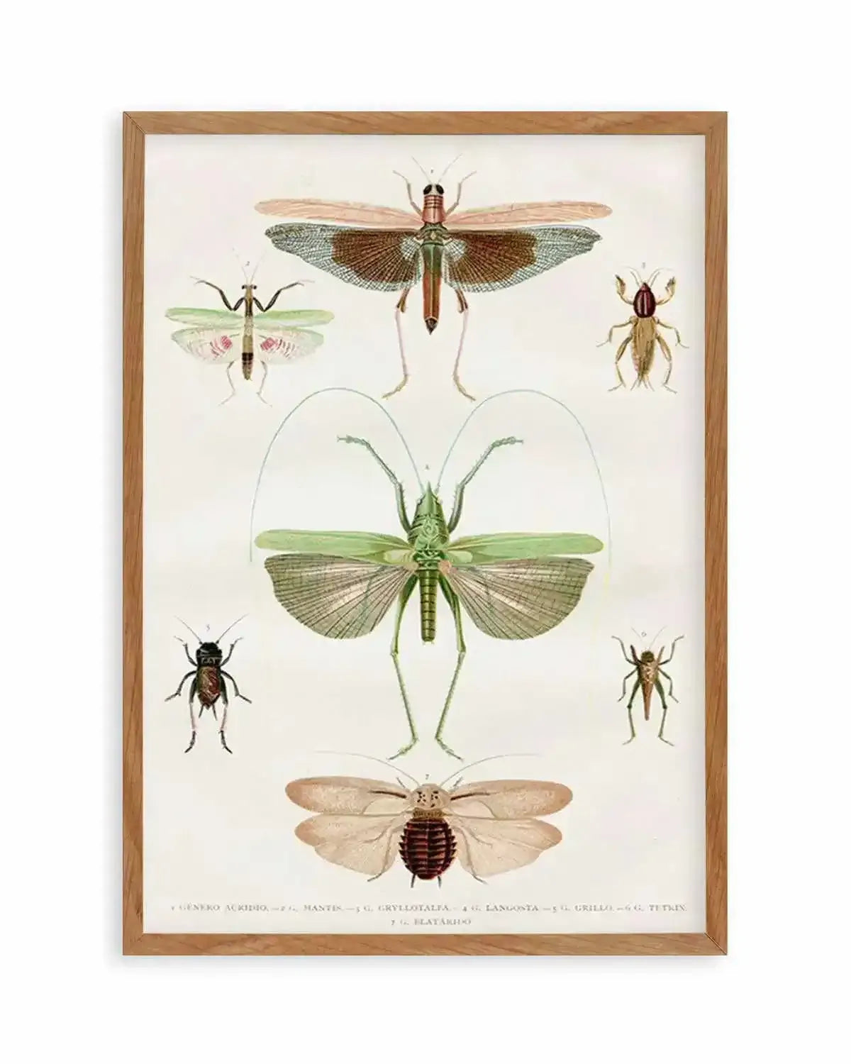 Vintage Insect Chart Art Print from Olive et Oriel where you can shop wallpaper and artworks online