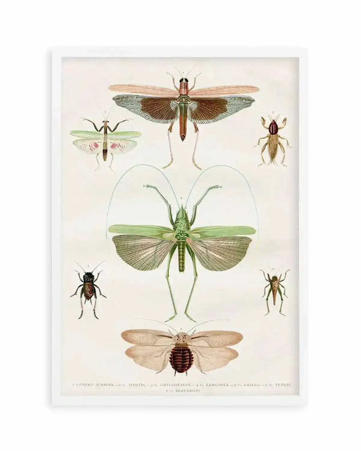 Vintage Insect Chart Art Print from Olive et Oriel where you can shop wallpaper and artworks online