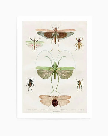 Vintage-style art print featuring seven detailed illustrations of various insects on a cream background. The insects include a large brown grasshopper with outstretched wings, a green praying mantis, a smaller brown cricket, a large green grasshopper with long antennae, a small dark beetle, a small brown cricket, and a large brown moth with patterned wings. The illustrations are rendered with fine lines and naturalistic coloring, giving the appearance of a scientific botanical plate.