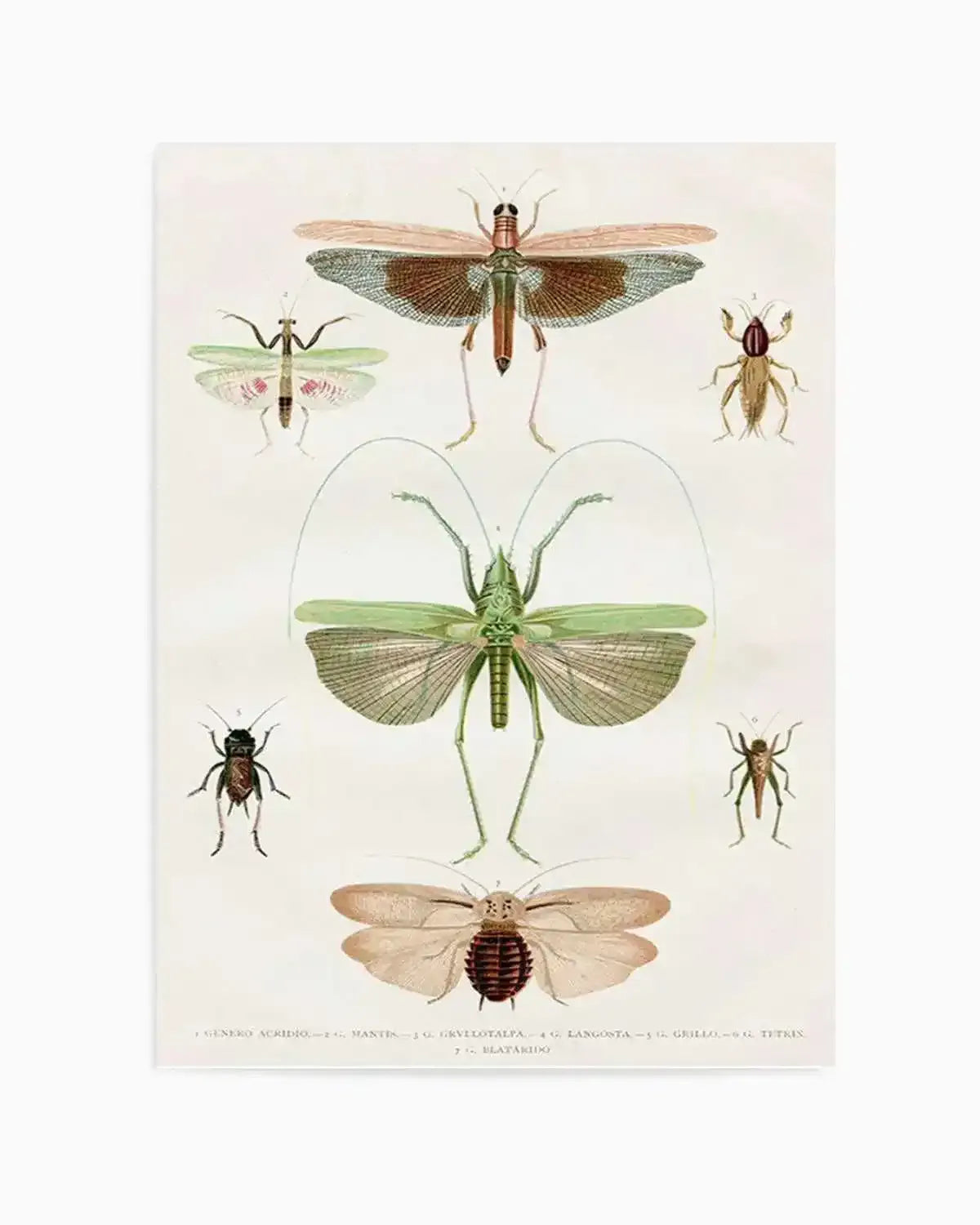 Vintage Insect Chart Art Print from Olive et Oriel where you can shop wallpaper and artworks online