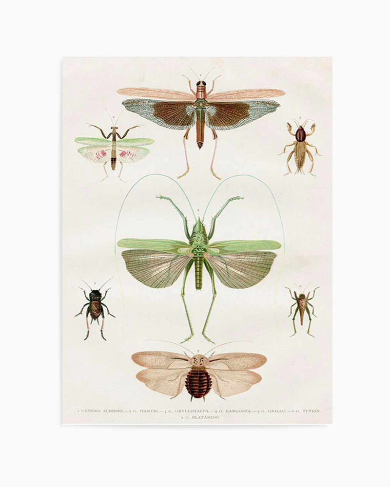 Vintage Insect Chart Art Print