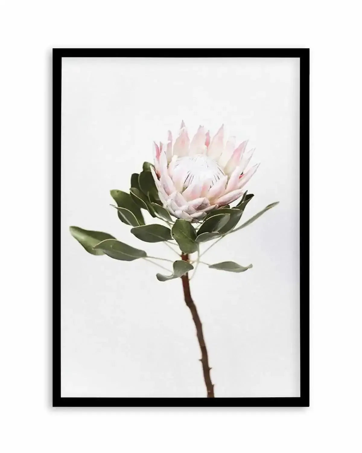 Vintage Protea Art Print from Olive et Oriel where you can shop wallpaper and artworks online