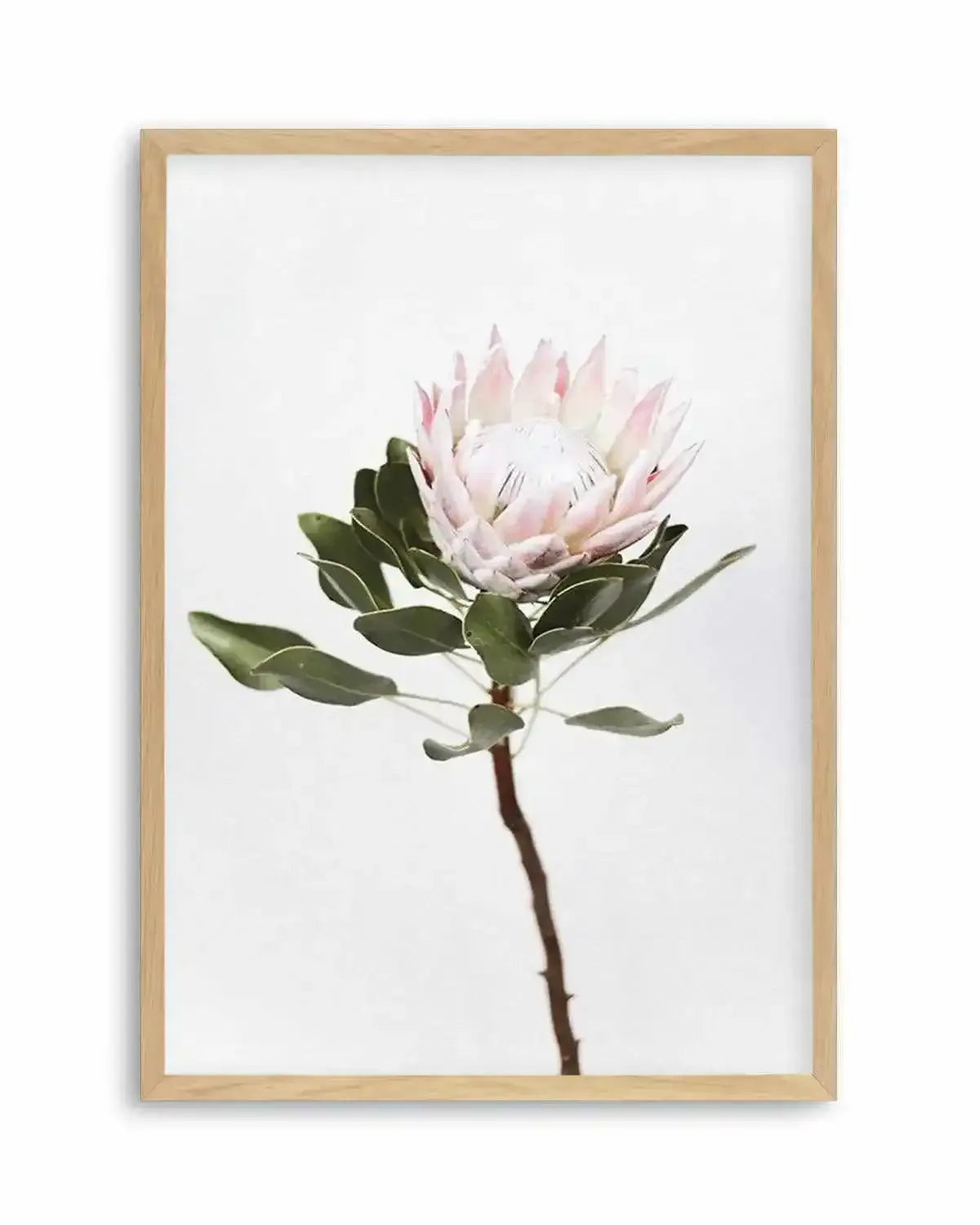 Vintage Protea Art Print from Olive et Oriel where you can shop wallpaper and artworks online