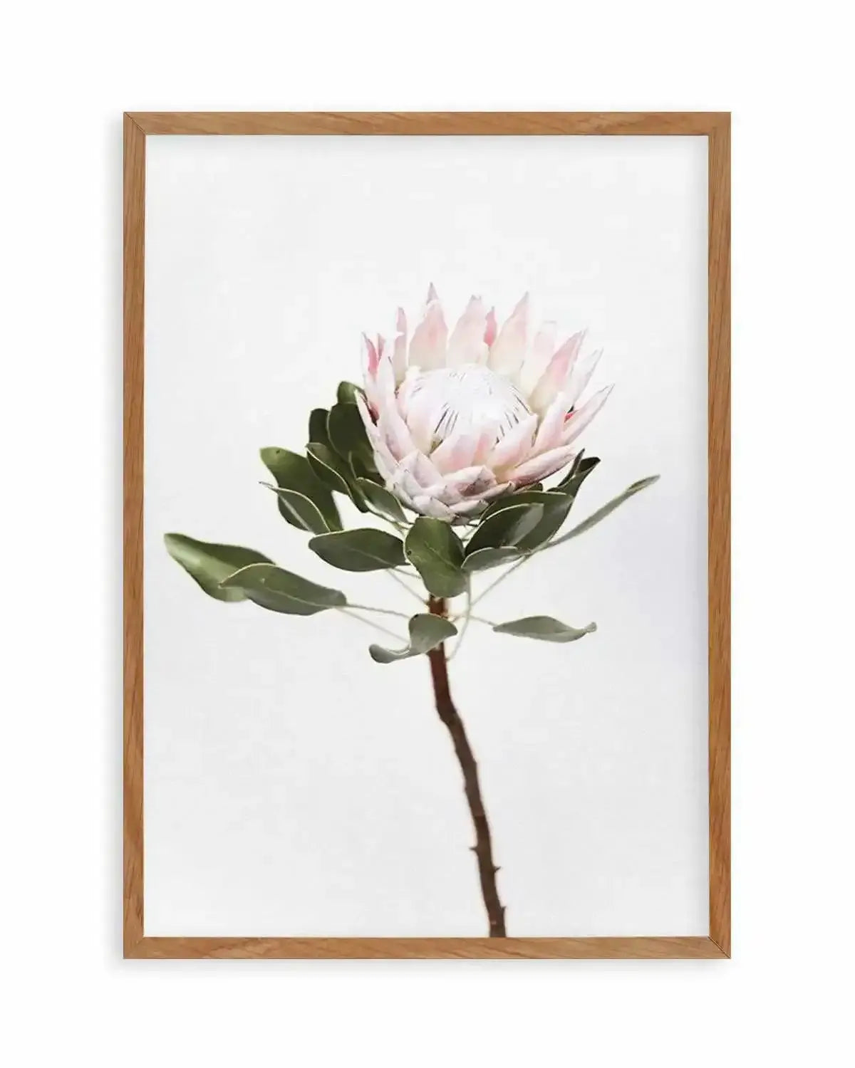 Vintage Protea Art Print from Olive et Oriel where you can shop wallpaper and artworks online