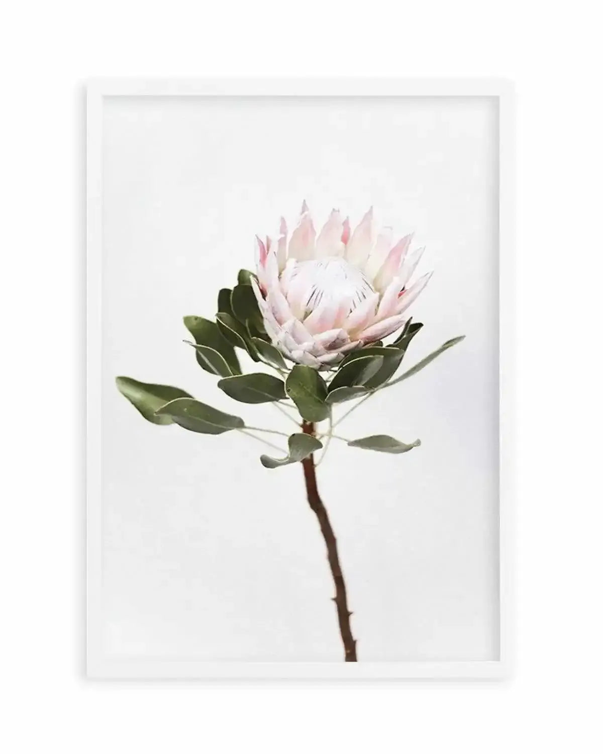 Vintage Protea Art Print from Olive et Oriel where you can shop wallpaper and artworks online