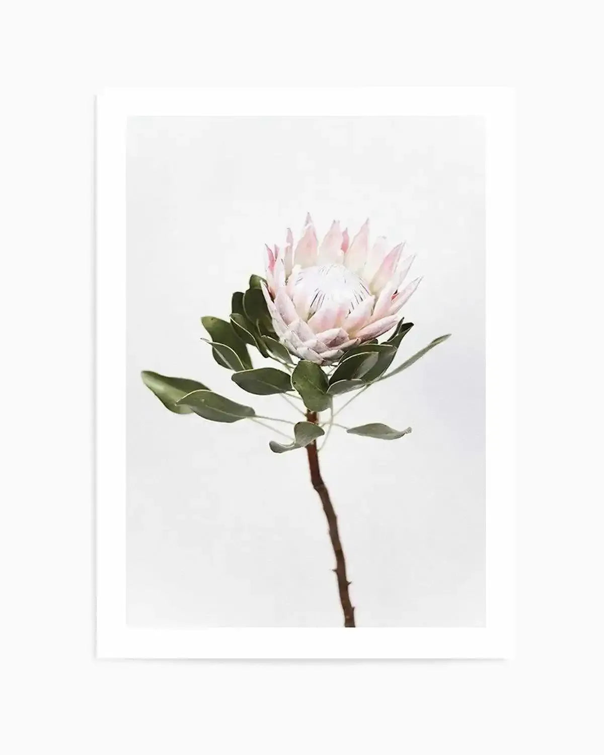 Vintage Protea Art Print from Olive et Oriel where you can shop wallpaper and artworks online