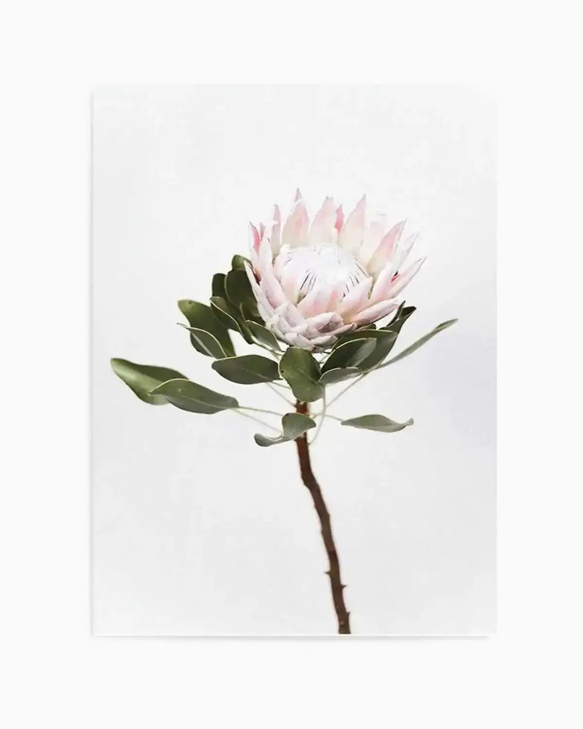 Vintage Protea Art Print from Olive et Oriel where you can shop wallpaper and artworks online