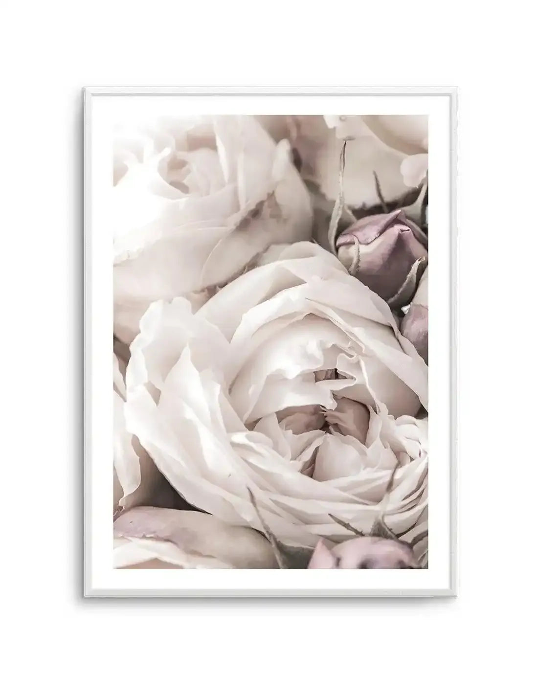 Vintage Roses II Art Print-PRINT-Olive et Oriel-Olive et Oriel-A4 | 8.3" x 11.7" | 21 x 29.7cm-Unframed Art Print-With White Border-Buy-Australian-Art-Prints-Online-with-Olive-et-Oriel-Your-Artwork-Specialists-Austrailia-Decorate-With-Coastal-Photo-Wall-Art-Prints-From-Our-Beach-House-Artwork-Collection-Fine-Poster-and-Framed-Artwork
