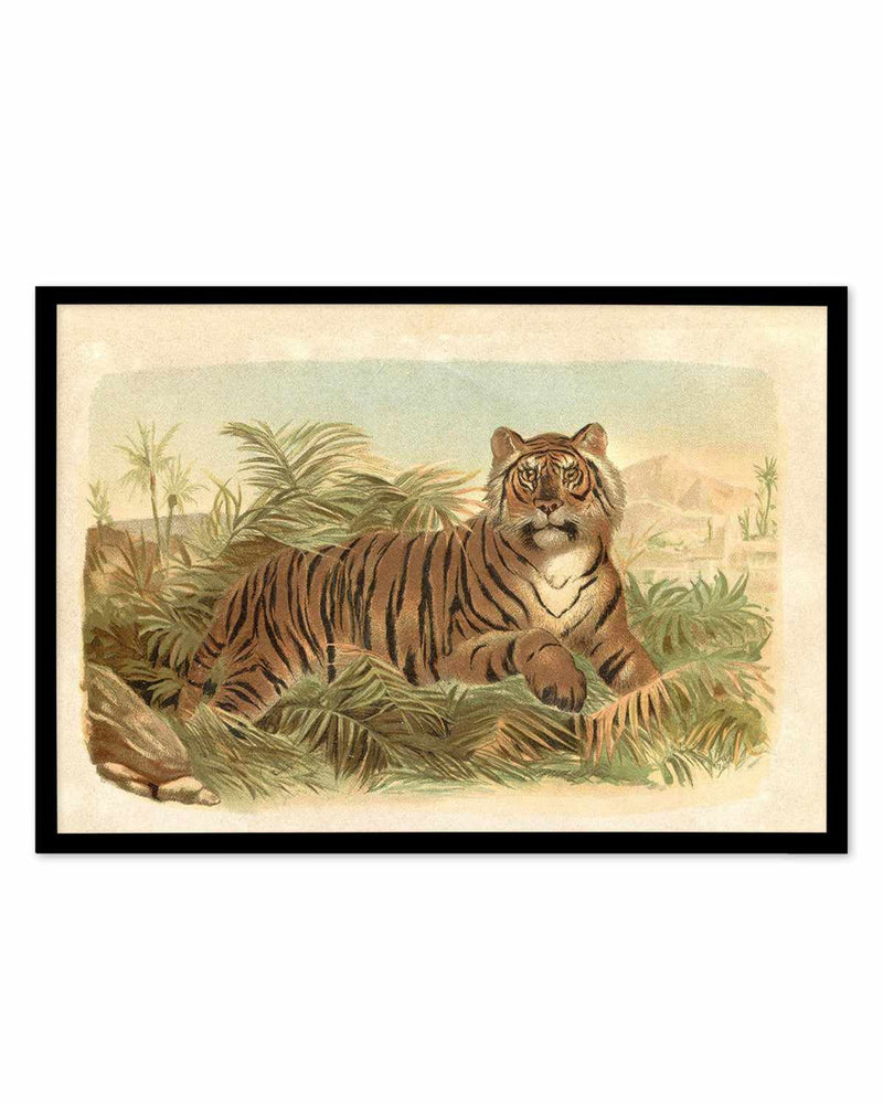 Vintage Tiger I Art Print