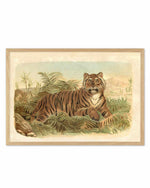 Vintage Tiger I Art Print
